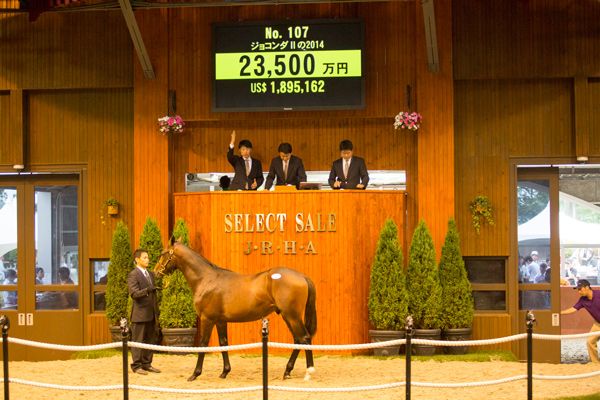 日本最大の「競走馬のセリ市」に潜入!! この中に「２年後のダービー馬」がいる!?の画像
