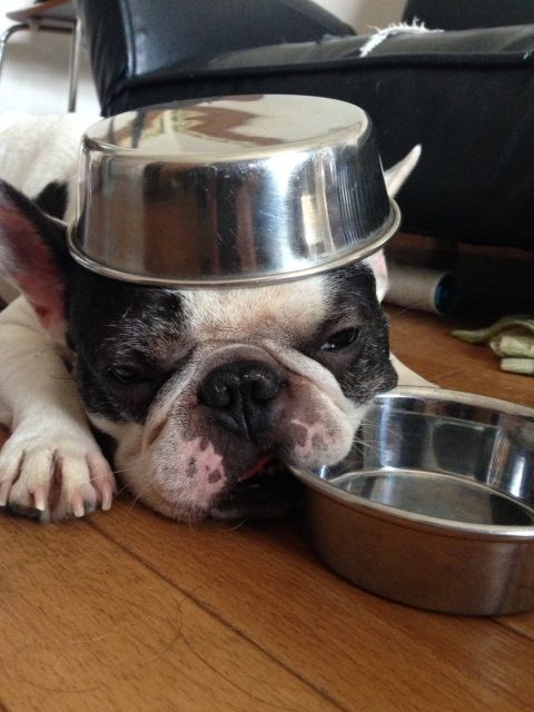 【動画】ご飯を食べる犬が「一生懸命すぎてカワイイ」と評判！の画像
