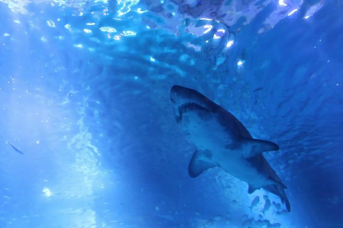黒潮大蛇行で映画『ＪＡＷＳ』が現実に!?日本の海水浴シーズン来襲！人食いザメから身を守る５か条の画像