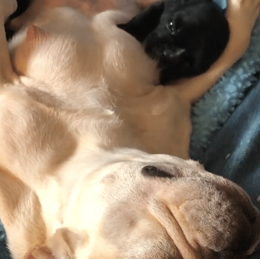 草なぎ剛、愛犬・クルミちゃんの“授乳シーン”を公開「スクスク育ってます」の画像