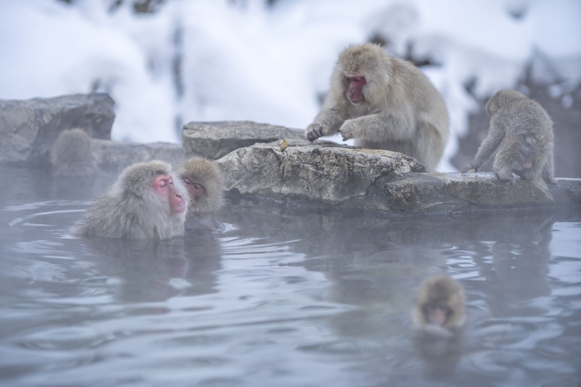 世界で唯一 温泉入浴する野生の猿たち 地獄谷野猿公苑 日刊大衆