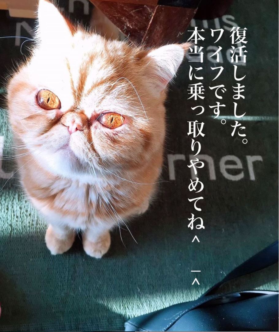 とろサーモン久保田、「悪キャラ」崩壊危機!!「超癒し系愛猫」に募金も発覚！の画像