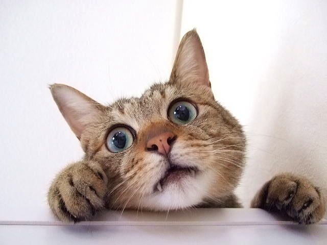 【動画】無我夢中で「もぐらたたき」する猫!?の画像