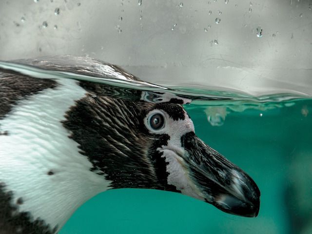 【動画あり】胸元をくすぐられた子ペンギンの“鳴き声”が衝撃！の画像