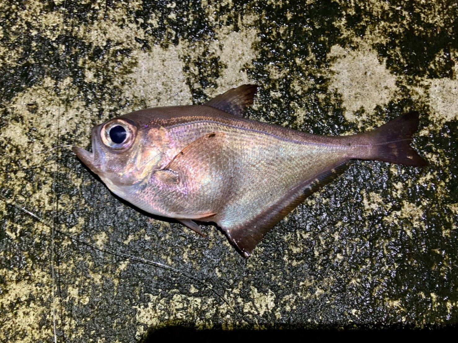 3ページ目 釣り竿 最初の1本 は磯竿に 磯釣りタックル 有名メーカー入門モデル がコスパ最強の理由 冬の夜釣り でのリアル検証レポート 日刊大衆