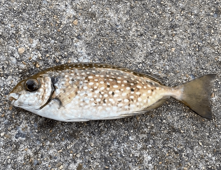 海釣りでの要注意 超危険 毒魚 食べられるけど毒あり 2種と 死亡例あり殺人生物 の危険性とは Br 日刊大衆