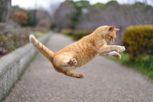 ［動画あり］天性のハンター猫は「高級伊勢エビ」をゲット出来るか!?の画像