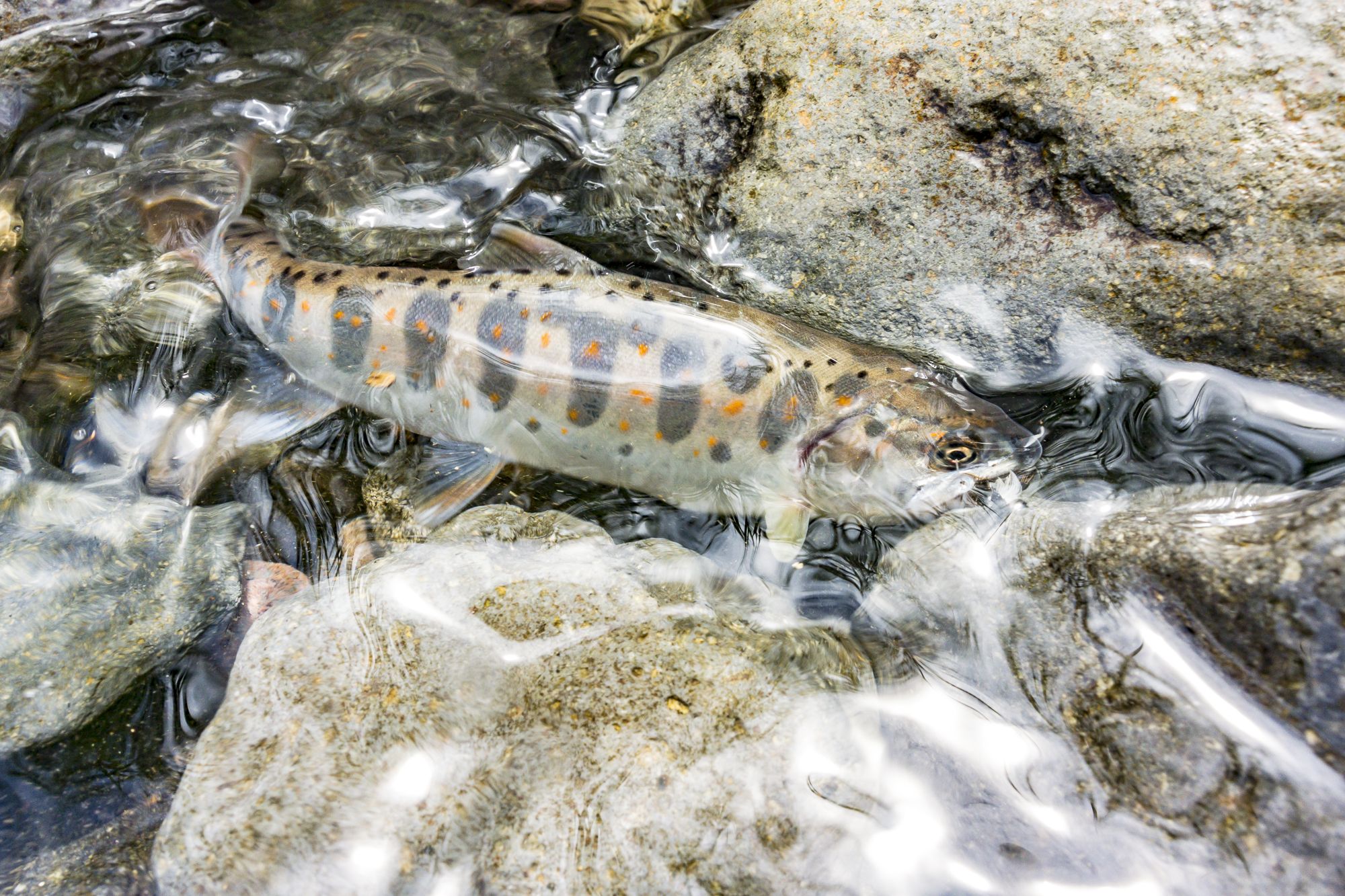 幻の渓魚 諏訪マス は梅雨どきが釣りのチャンス 上川 宮川 へ 長野県 アクティビティ レポート Bravo Mountain