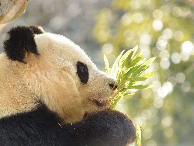 シャンシャンお披露目で大ブーム！「上野動物園のパンダたち」の画像