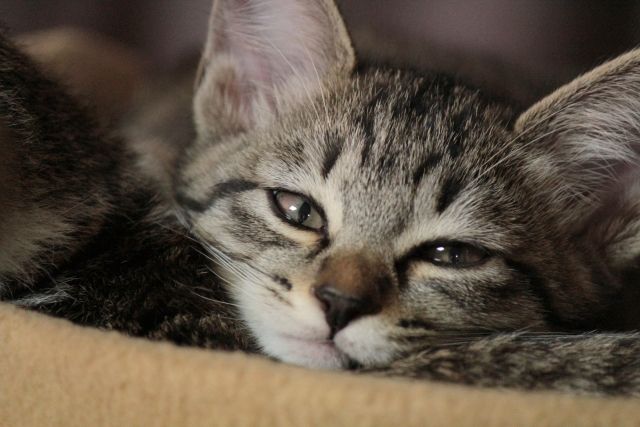 【動画】眠たすぎて「固まる猫」が可愛すぎる！の画像
