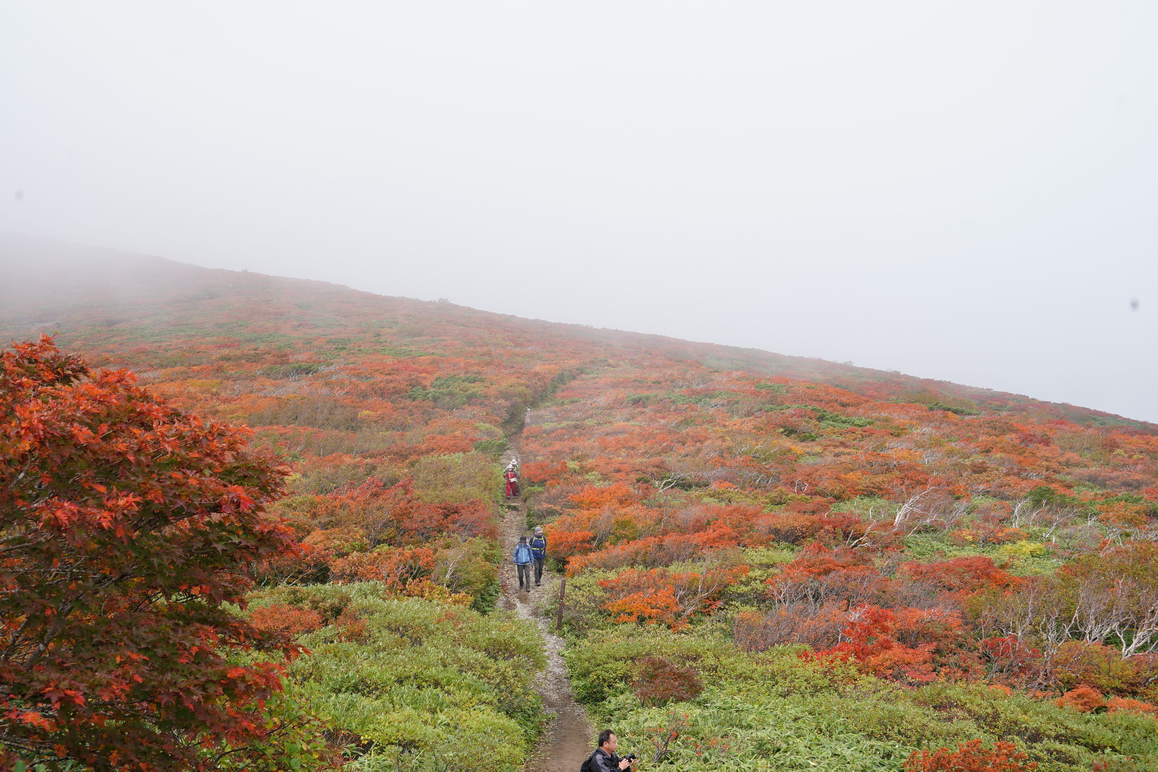 広がる色彩の海 紅葉の絨毯が広がる東北の名山へ 栗駒山 登山 ニュース Bravo Mountain