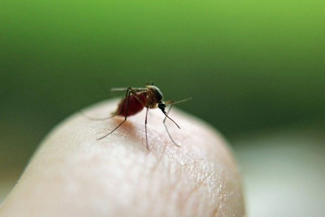 この症状に要注意！「蚊が運んでくる」コワ～イ病気の画像