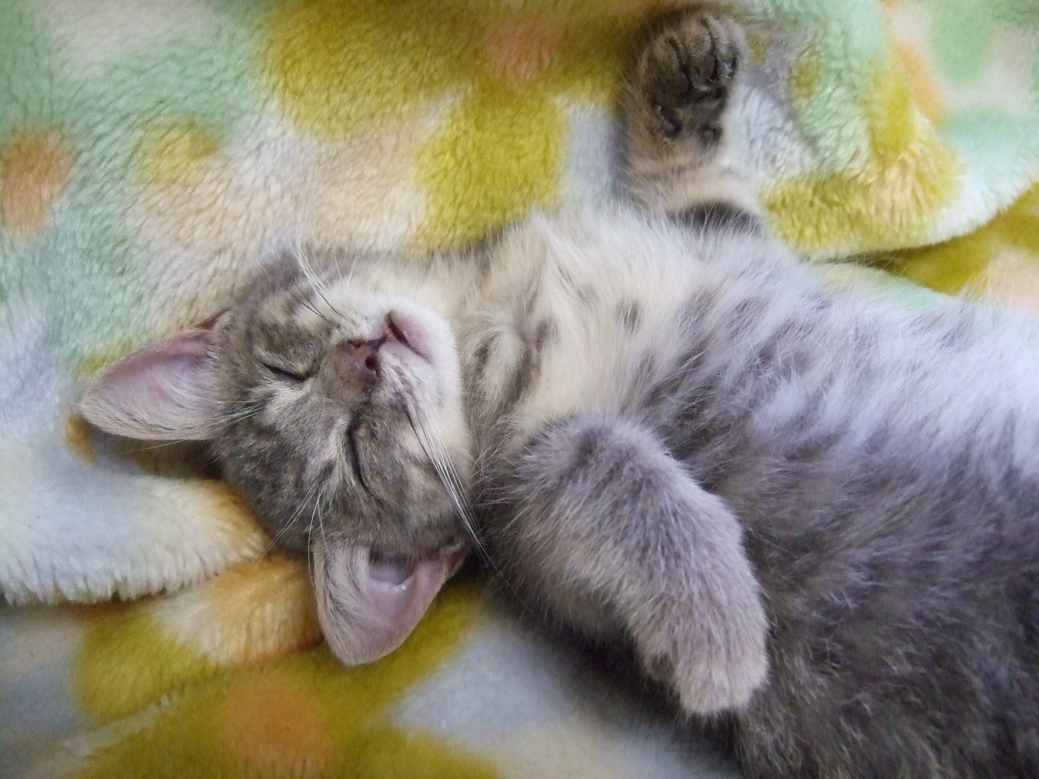 ネコの寝顔 にほっこりしてみる 癒し動画 日刊大衆