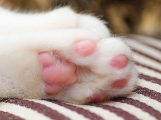 【動画あり】眠いニャン……子猫のウトウト姿が、悶絶級のかわいさ！の画像