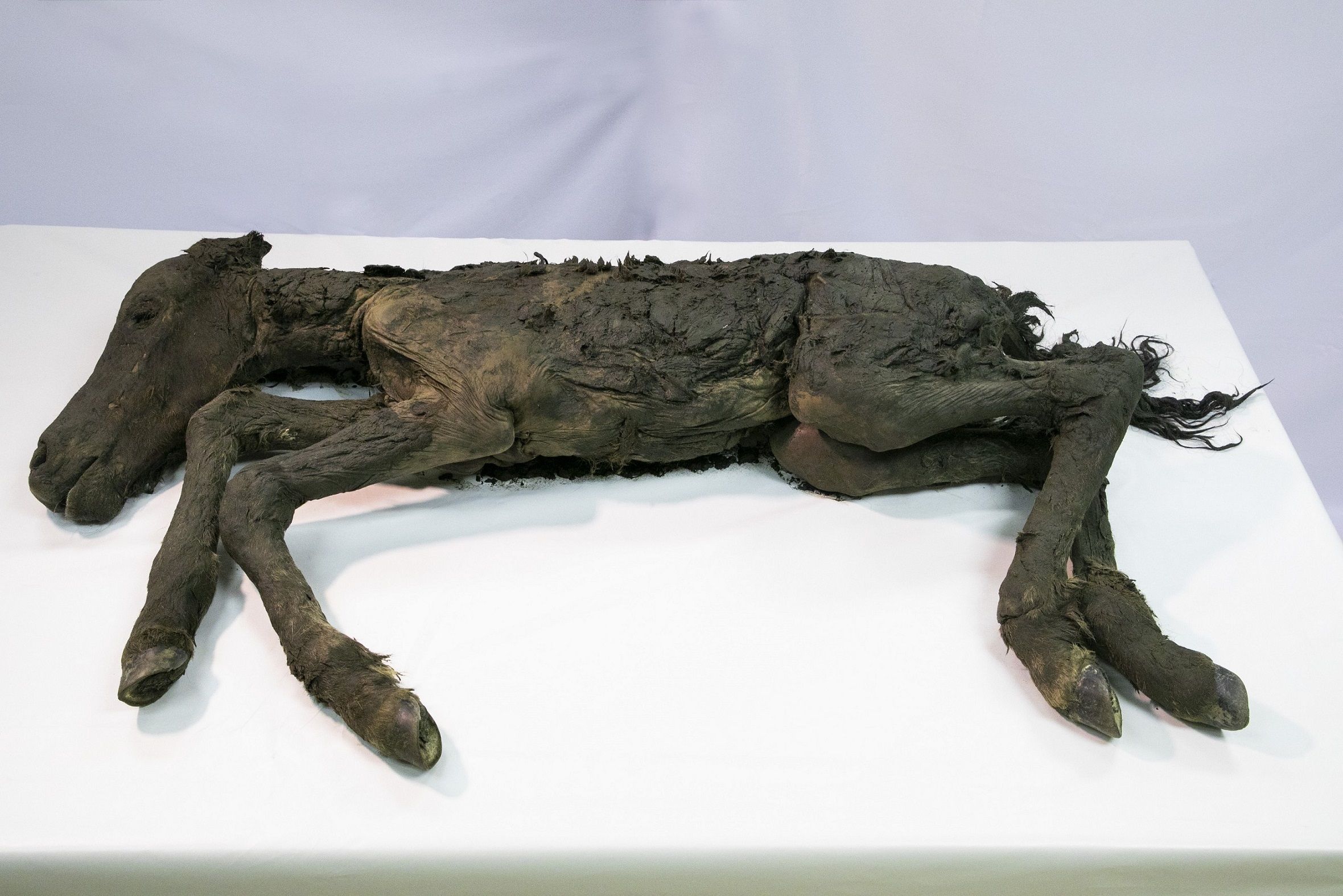 グロ画像注意！ 約4万年前の「古代仔ウマ」完全体冷凍標本を‟世界初公開”の画像